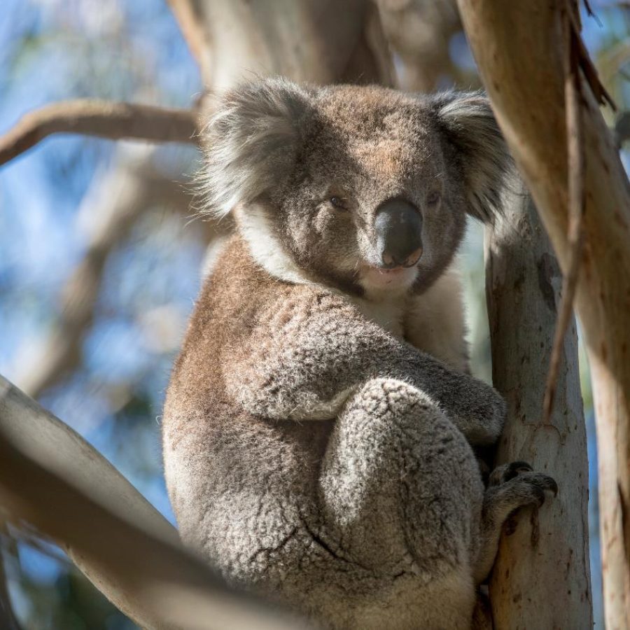 Koala_on_French_Island_Low_res_lg-qkntbahi5va29bo4bjo9uv59dseg6rjmzaw03emxbc